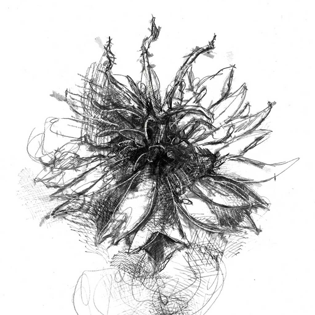 Cornflower