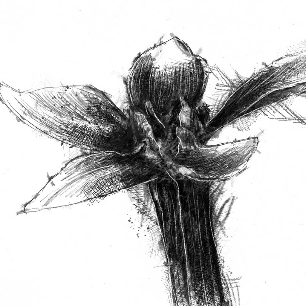 Gentian flower