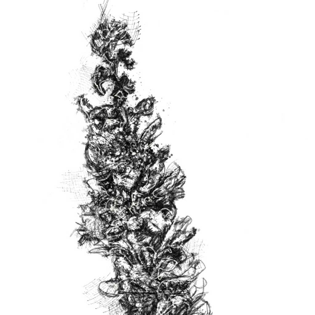 Loosestrife