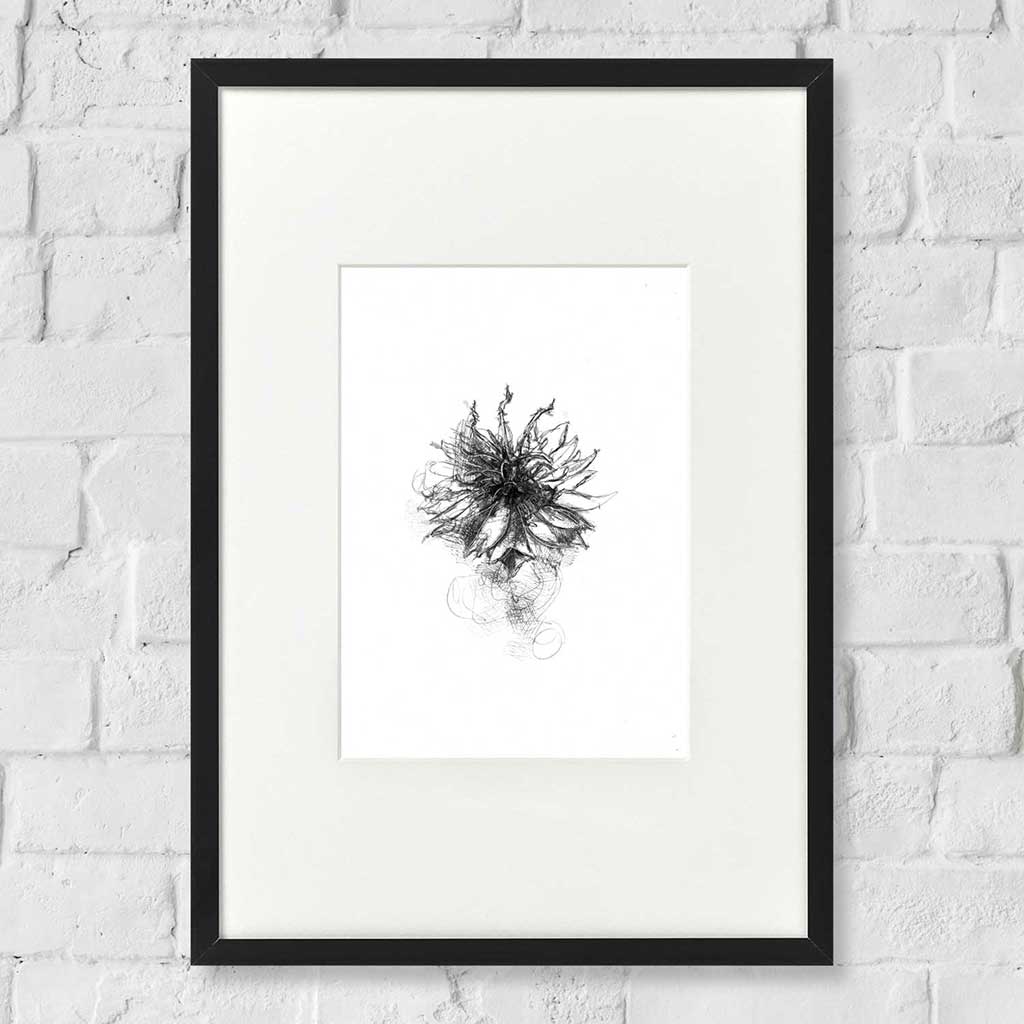 Cornflower