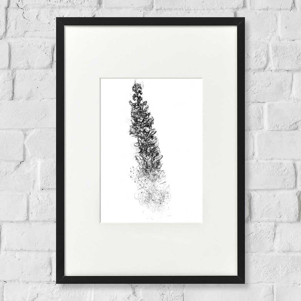 Loosestrife