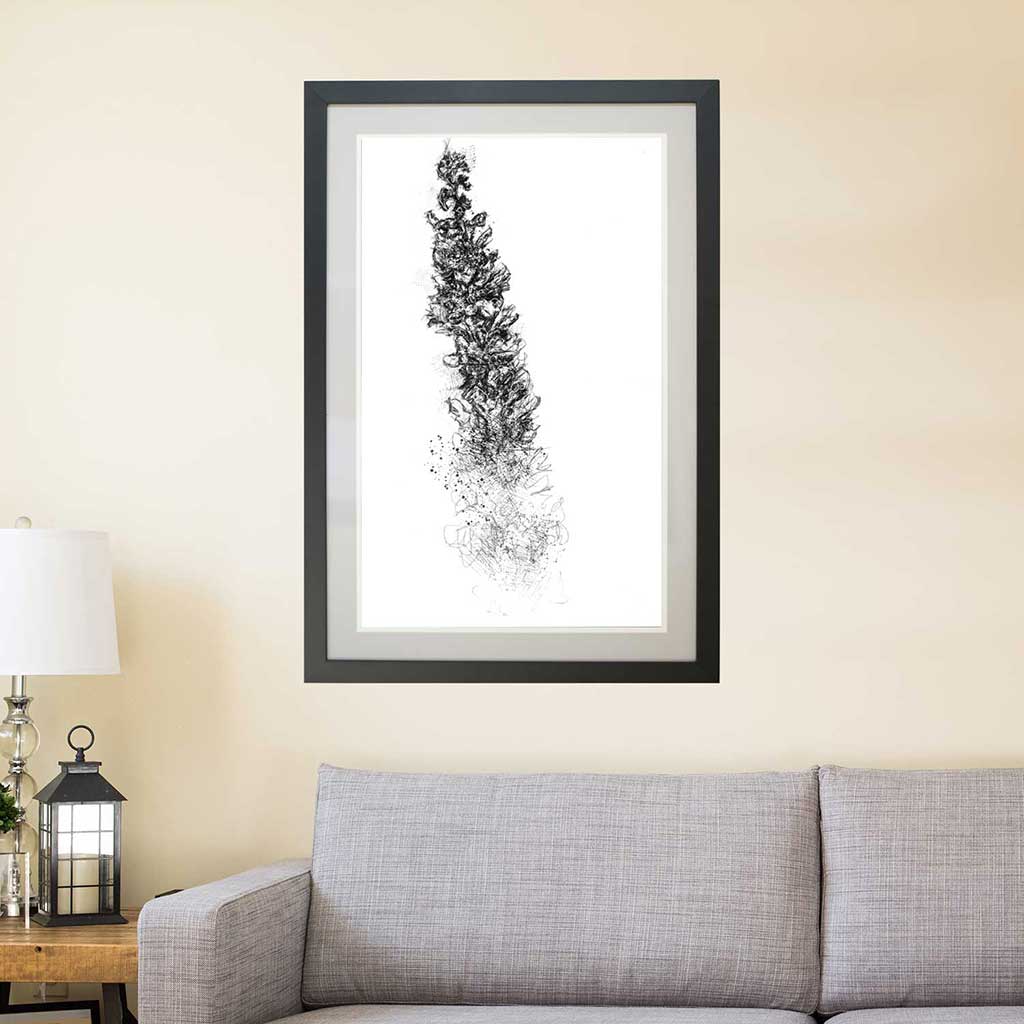 Loosestrife