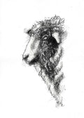 Fluffy sheep