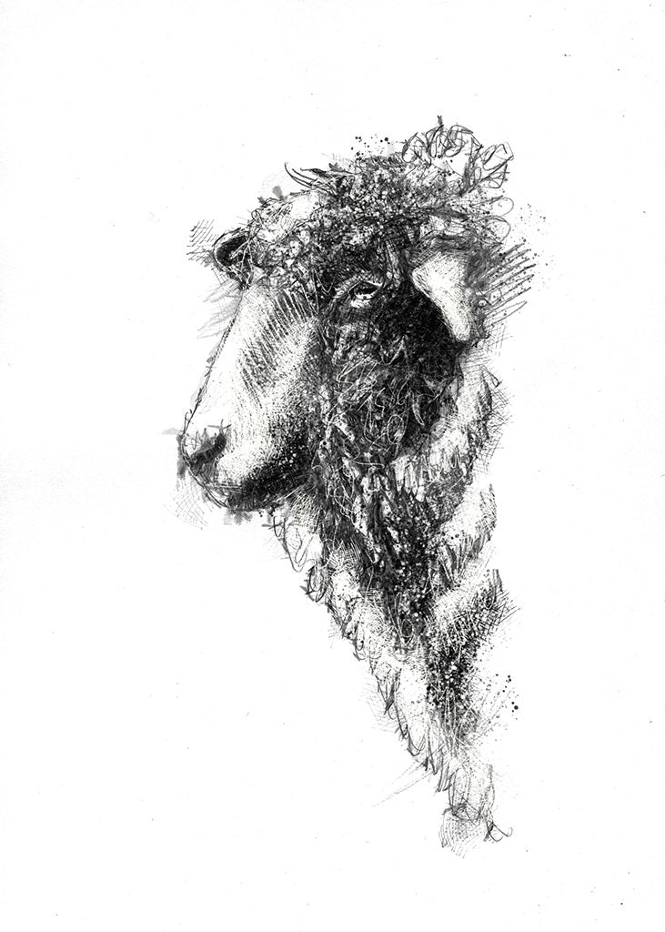Fluffy sheep