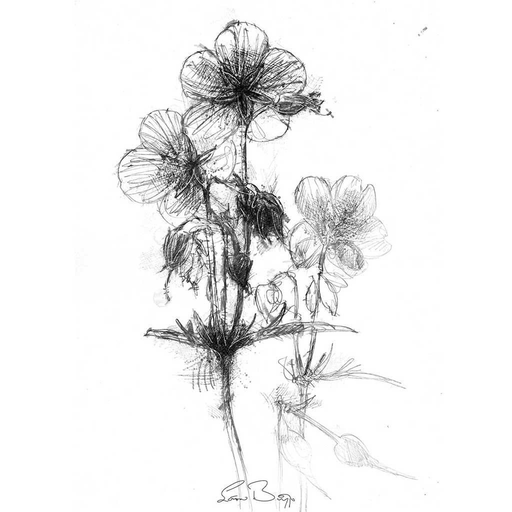 Cranesbill wild flower