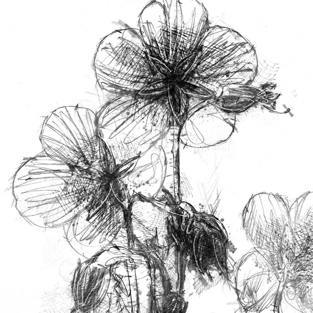 Cranesbill wild flower