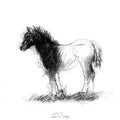 Shaggy foal