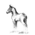 Shire foal