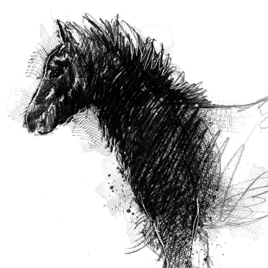 Shaggy foal