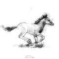 Foal run