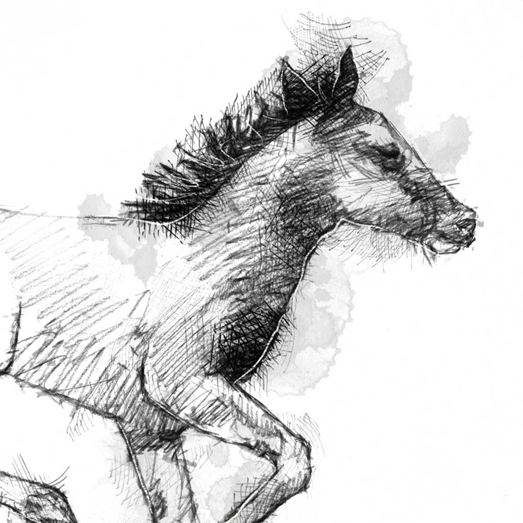 Foal run