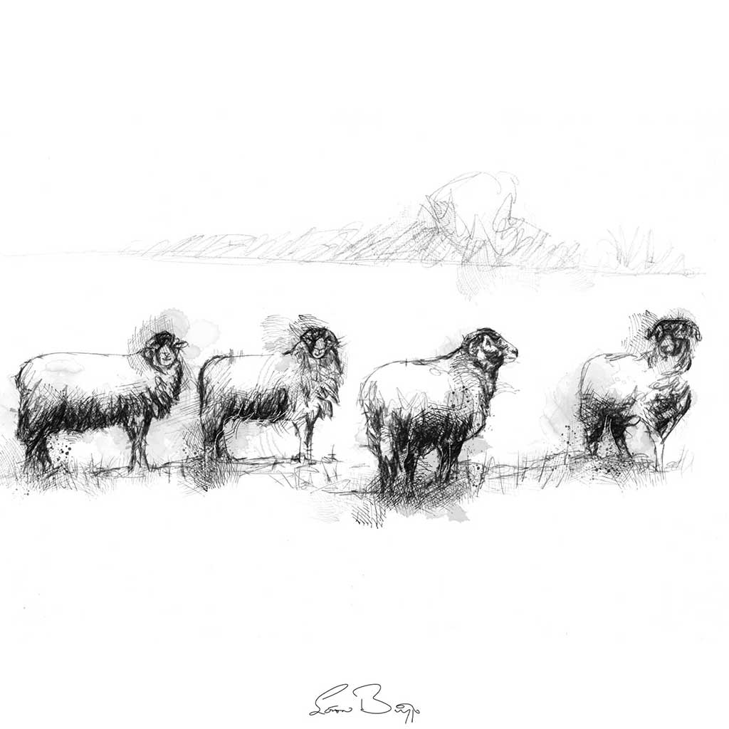 Four sheep