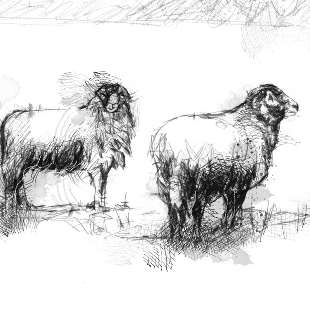 Four sheep