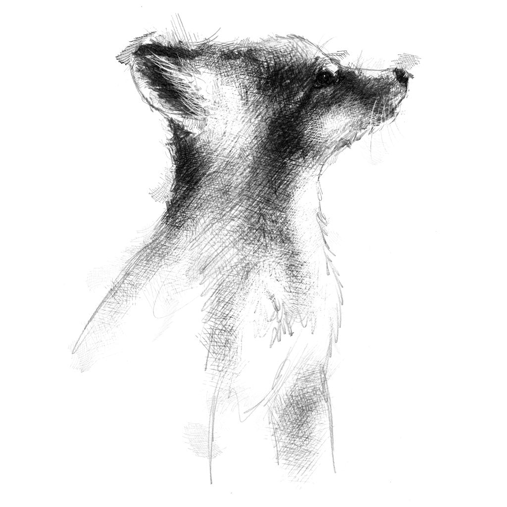Fox cub
