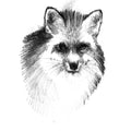 Red fox