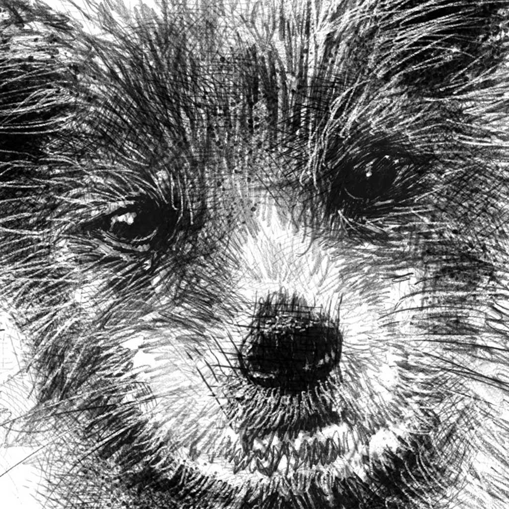 Curious fox