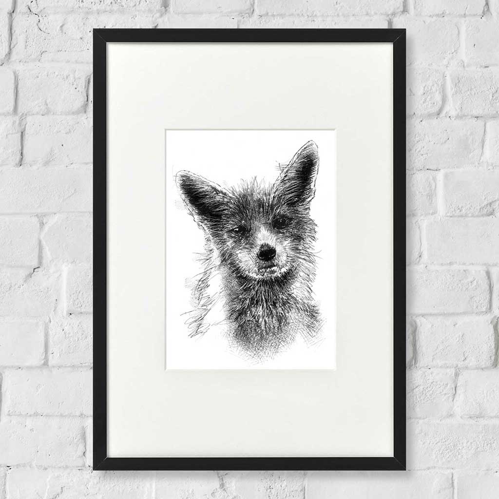 Curious fox