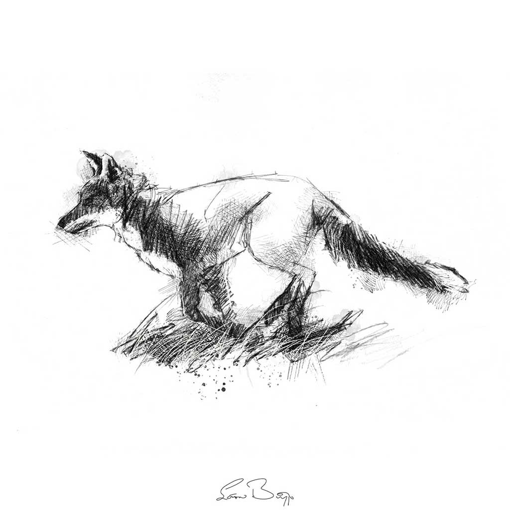 Red fox running