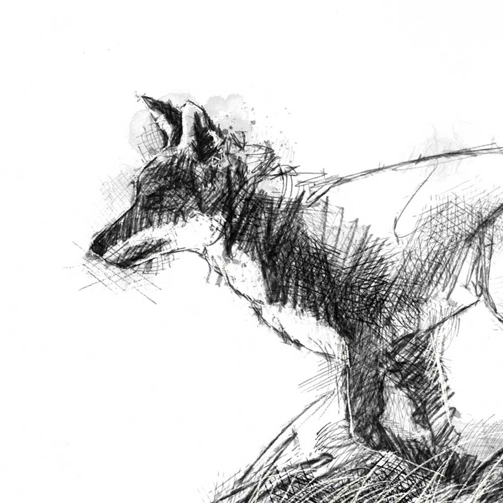 Red fox running