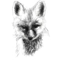 Fox cub