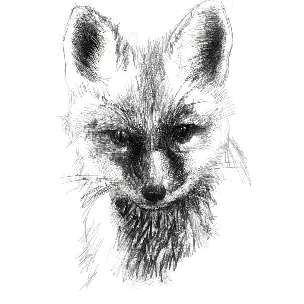 Fox cub