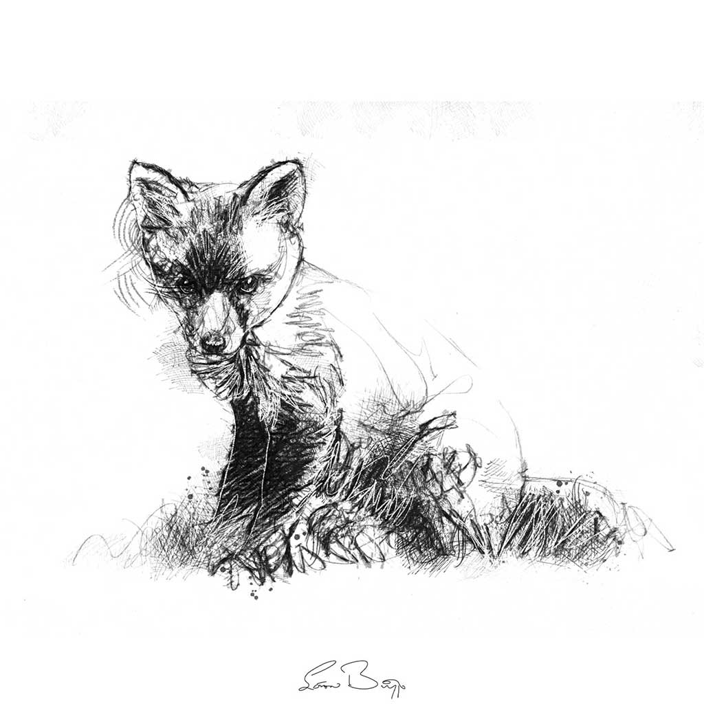 Fox cub