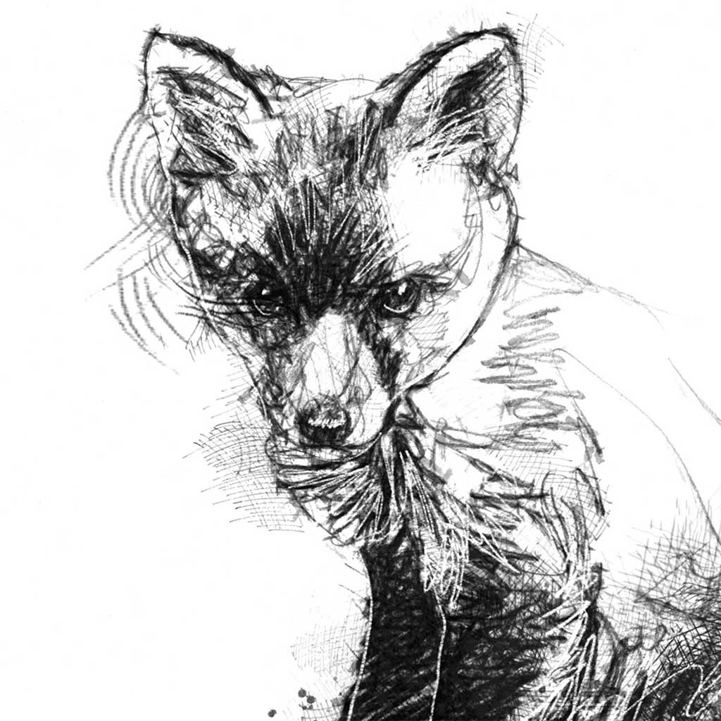 Fox cub