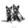 Two fox cubs