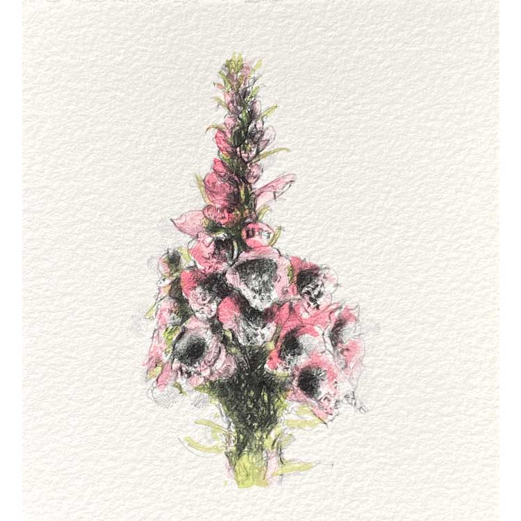 Foxglove mini sketch