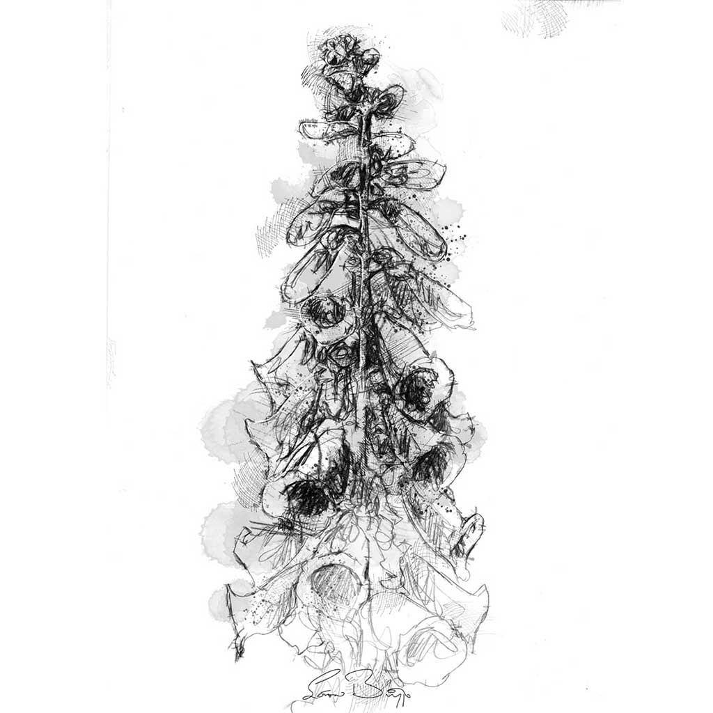 Foxglove