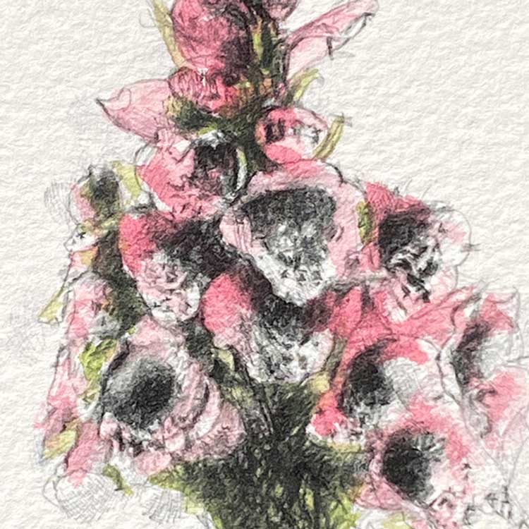 Foxglove mini sketch