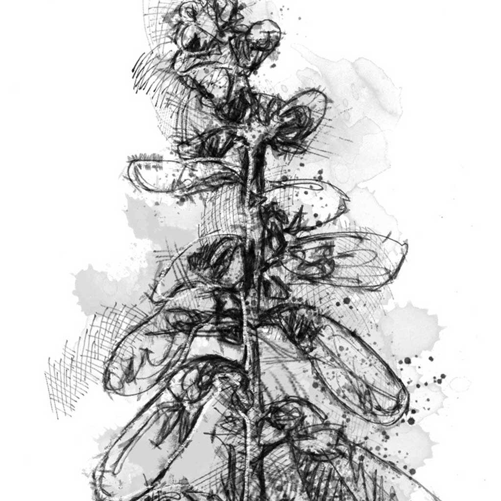 Foxglove