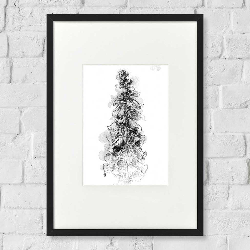 Foxglove