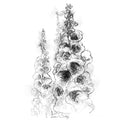 Foxgloves