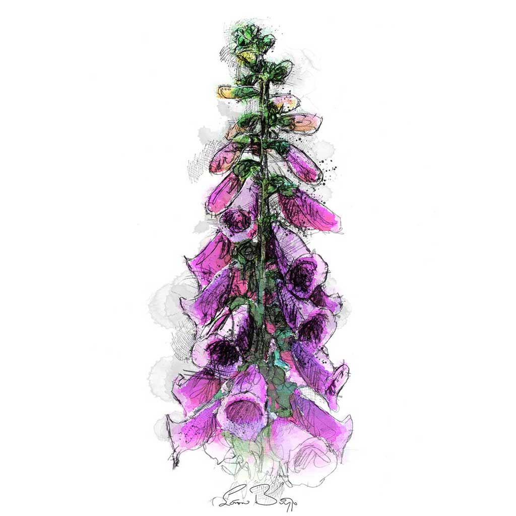 Foxglove colour