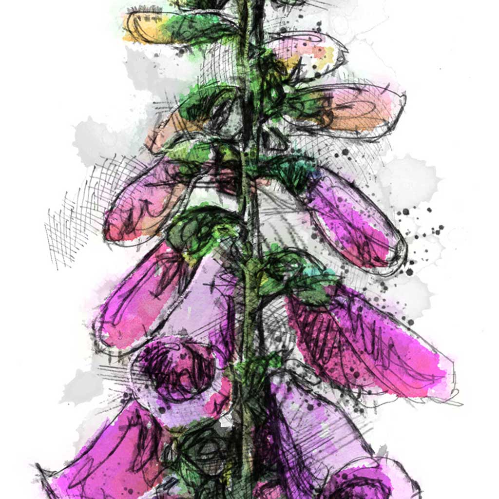 Foxglove colour