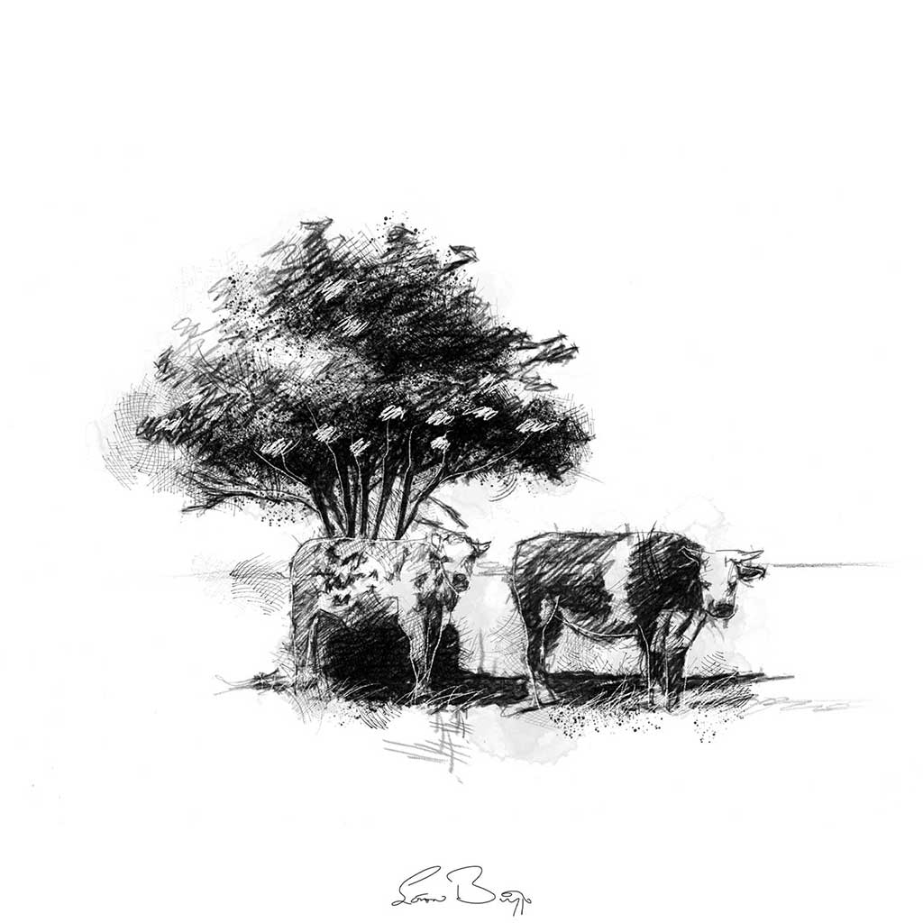French cows