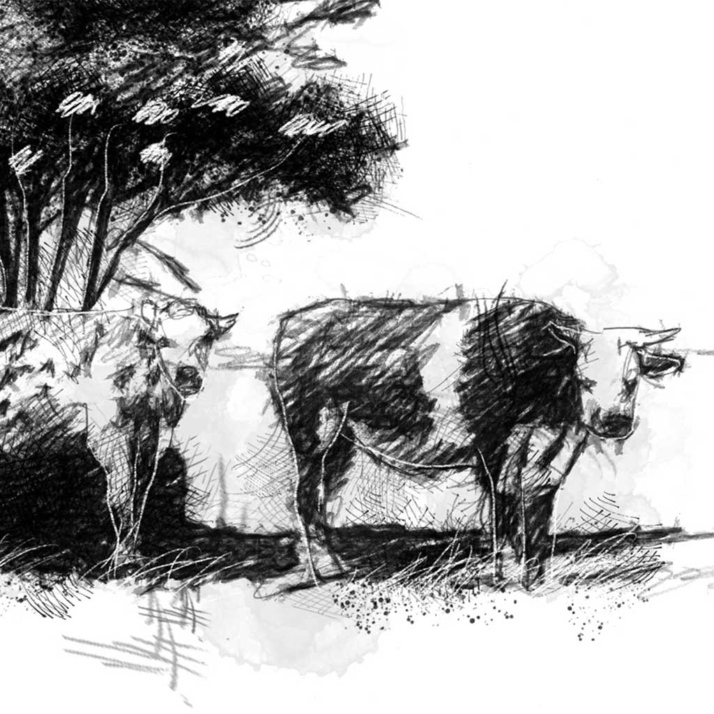 French cows