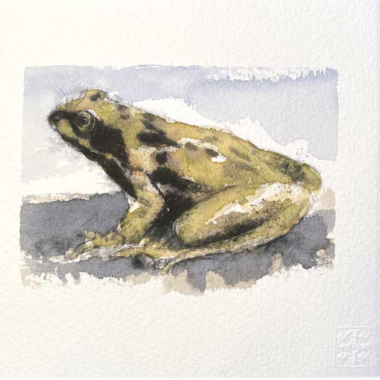 Common frog one off mini sketch