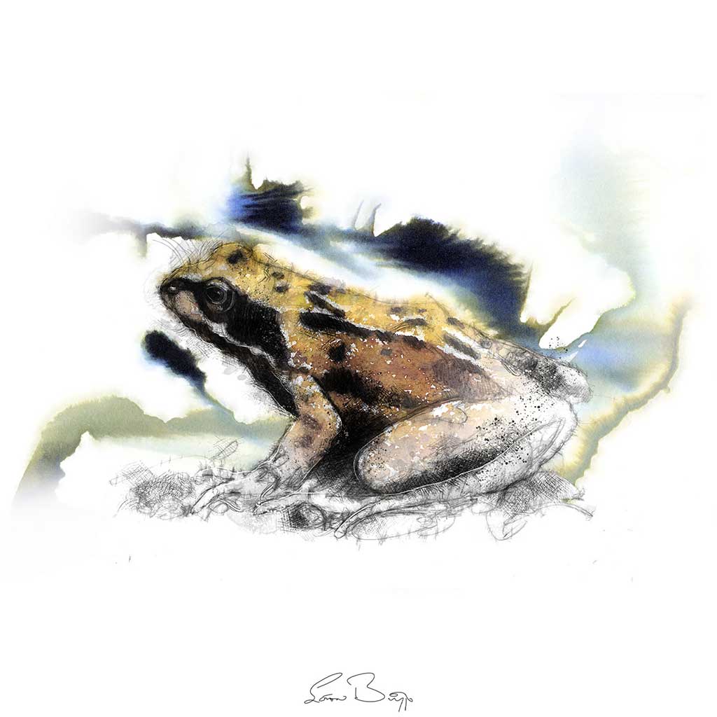 Common frog colour