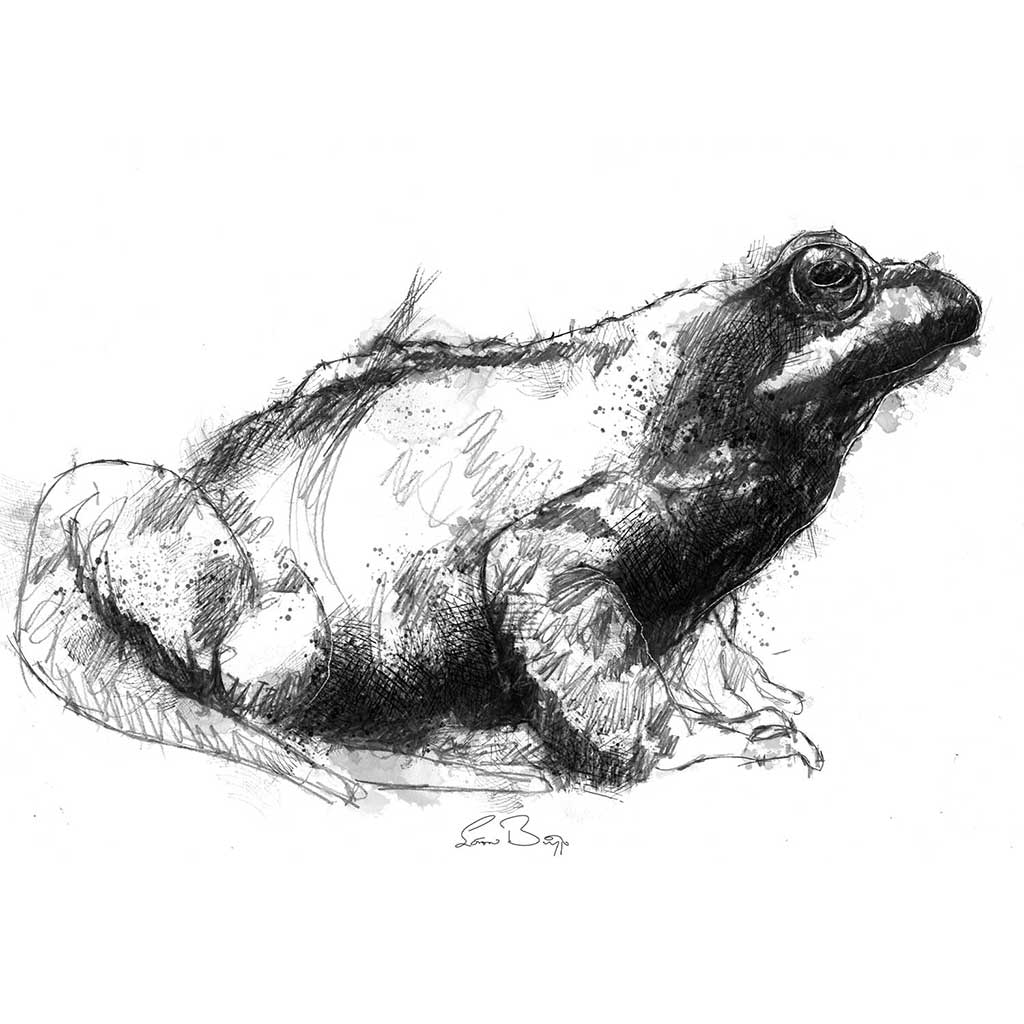 Frog