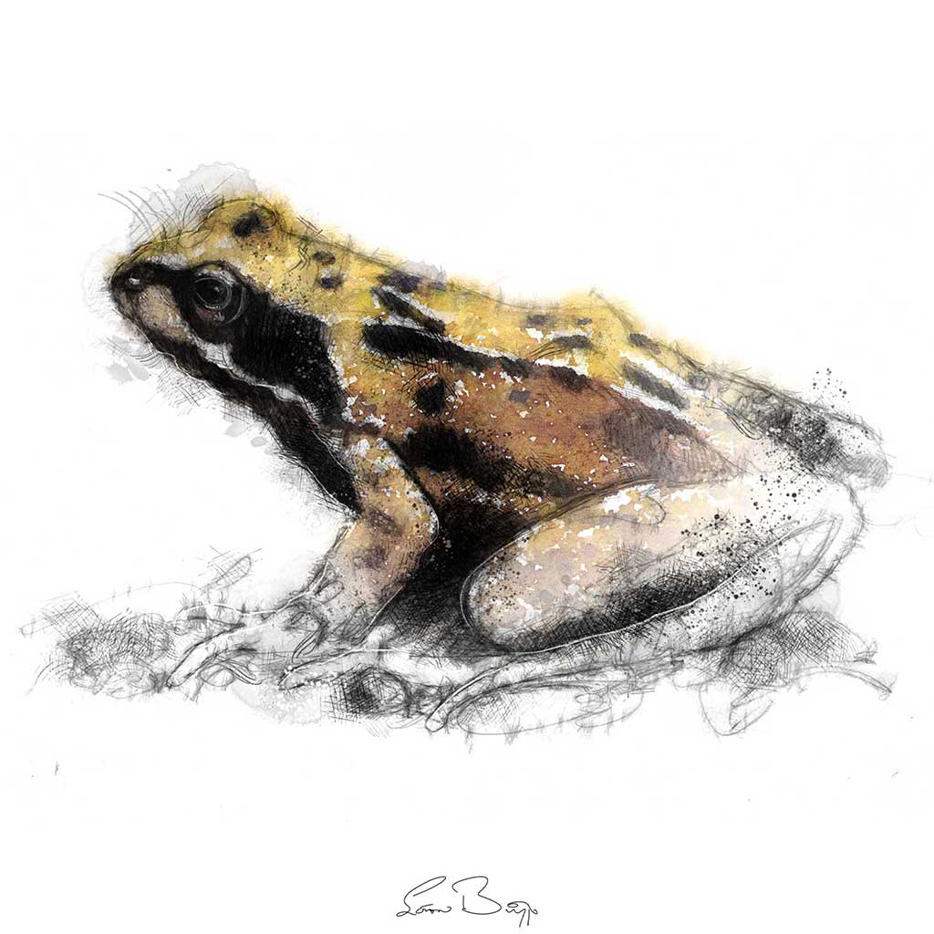 Common frog colour