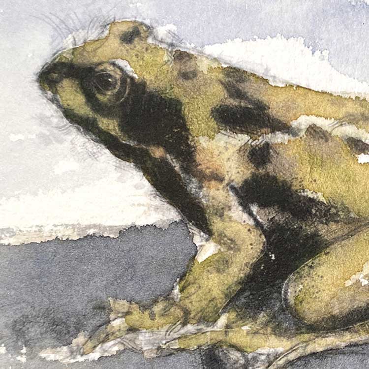 Common frog one off mini sketch