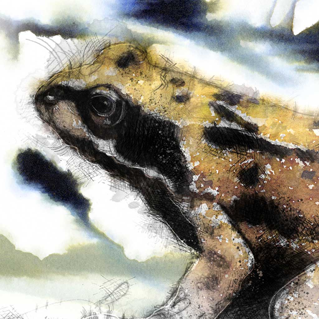 Common frog colour