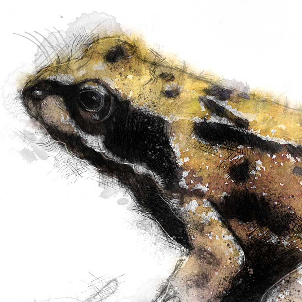 Common frog colour