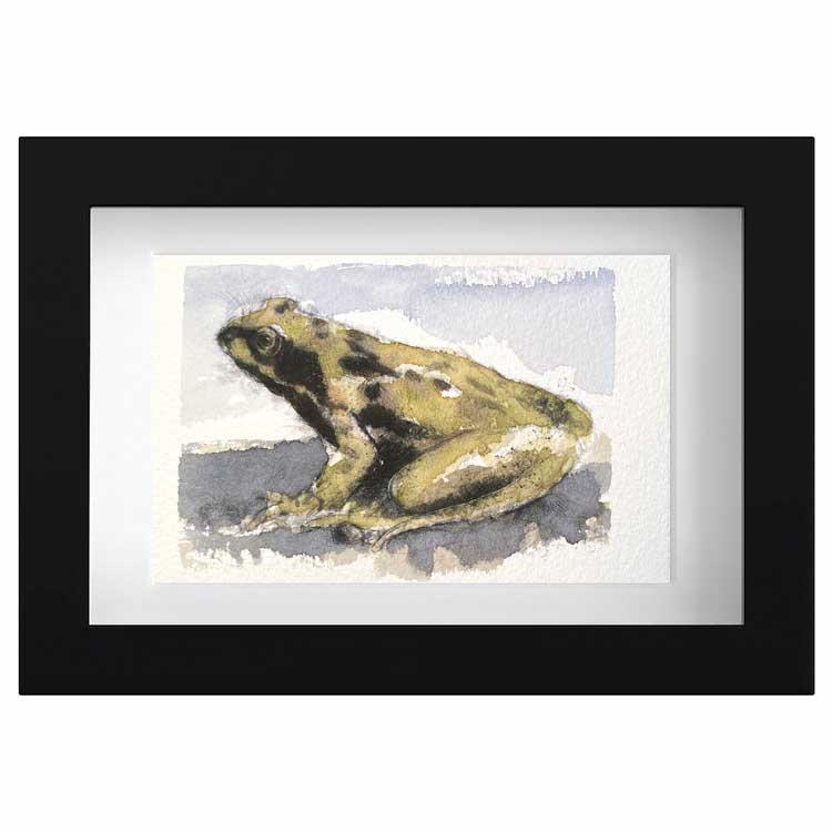 Common frog one off mini sketch