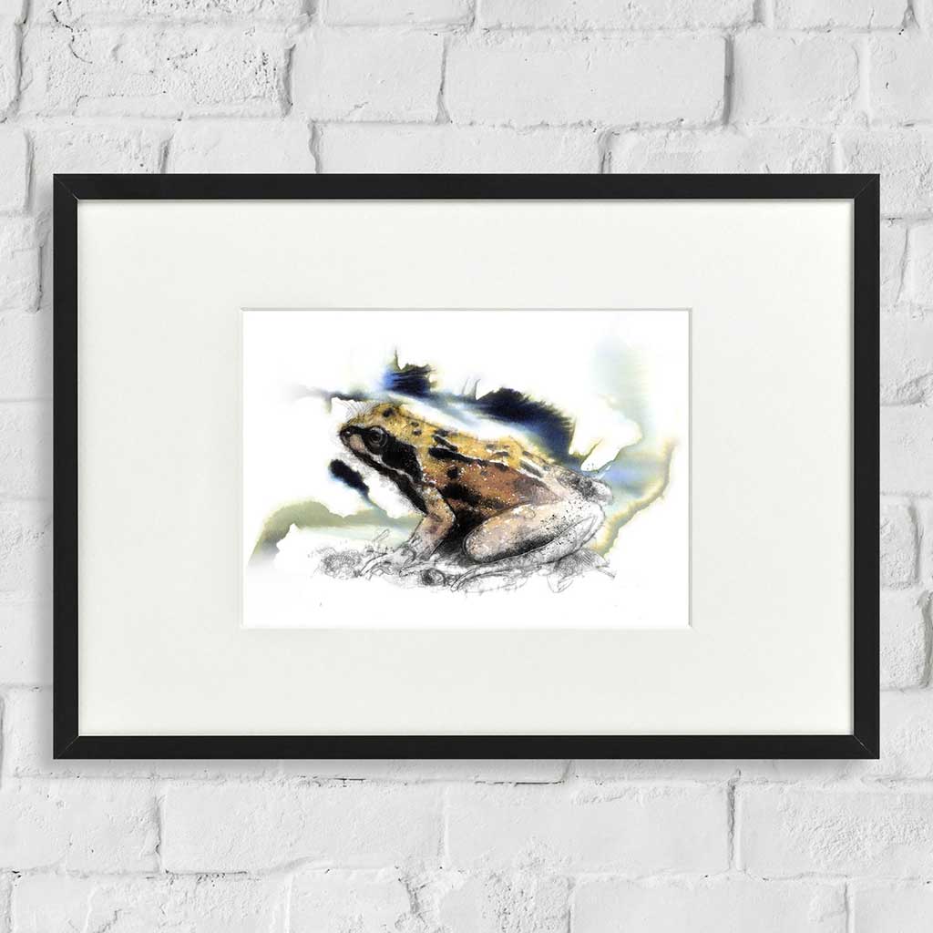 Common frog colour