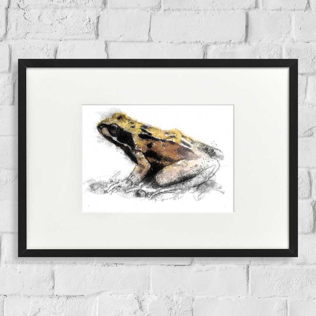 Common frog colour