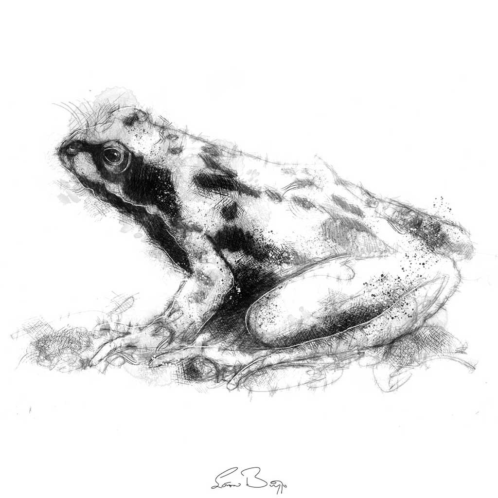 Common frog