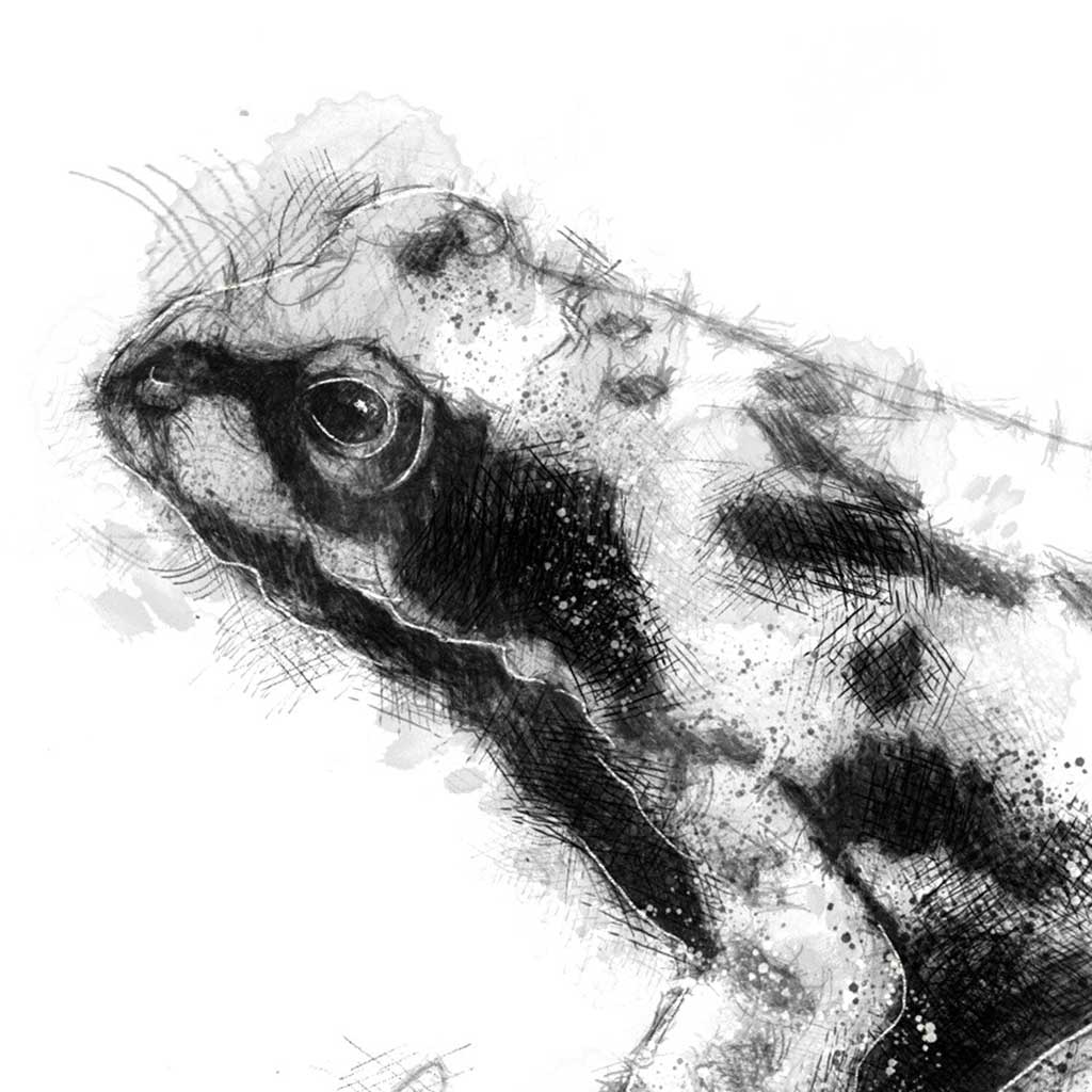 Common frog
